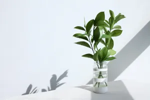 绿叶植物水培图片