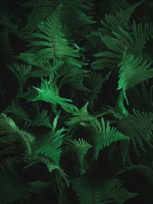 绿色蕨类植物丛图片