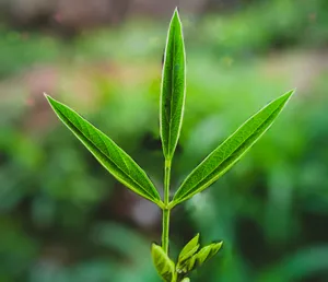 绿色小清新茶叶微距图片第1张