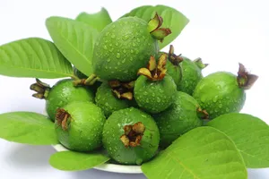 红色山茶花开放图片第1张