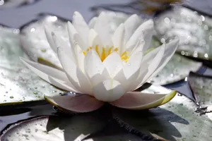 洁白睡莲花朵绽放图片