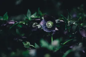 漂亮却有毒的鹿食草图片