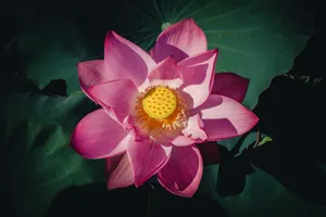 粉色荷花绽放图片_1