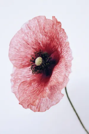 微距花朵花瓣花蕊图片第1张