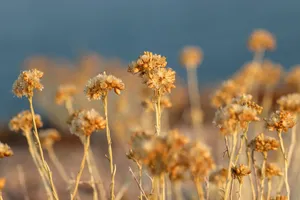 色泽绚丽的蜡菊图片