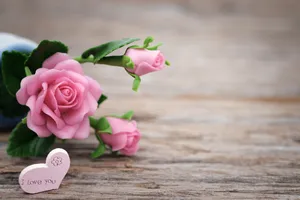 鲜嫩的粉色玫瑰花图片
