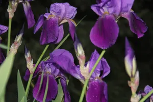 娇艳美丽的鸢尾花图片_1