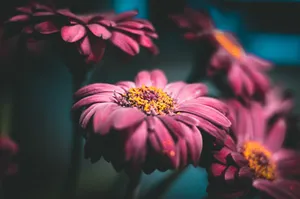 大气婉约的非洲菊图片
