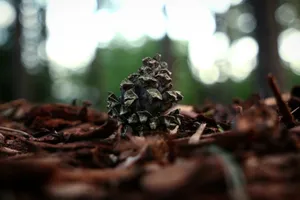 漂亮的松果图片