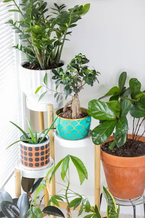 室内盆栽植物角图片