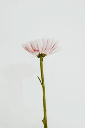 一枝淡雅花朵图片