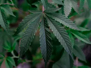 大麻叶子特写图片第1张