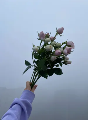 手持含苞待放玫瑰花图片