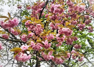 日本樱花树粉色樱花图片第1张