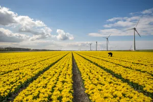 漂亮的郁金香花田图片_1