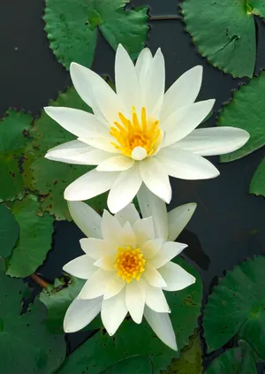 花朵柔美的睡莲图片