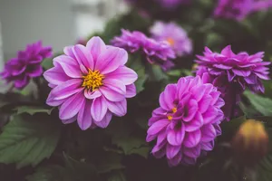 花瓣层层叠叠的大丽花图片