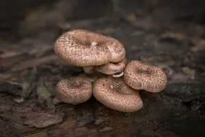 树林的蘑菇图片