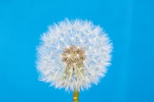 彩色背景的蒲公英图片