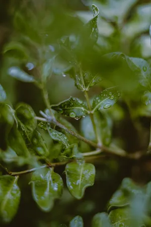 被雨水打湿的绿叶图片