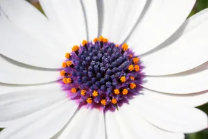 雏菊花朵微距图片_1