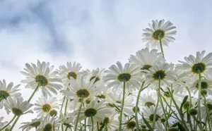 灿烂纯白色菊花图片