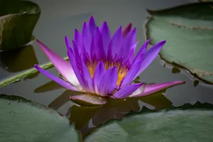 一朵紫色睡莲花朵图片