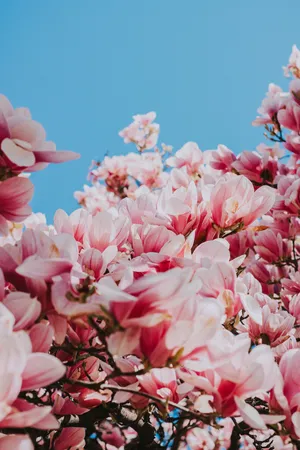 粉色浪漫花卉图片_1