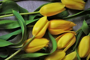母亲节黄色郁金香花枝图片