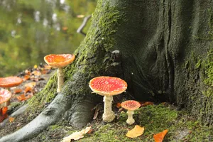 森林里的红色毒蝇伞蘑菇图片