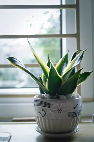 窗台绿色盆栽植物图片