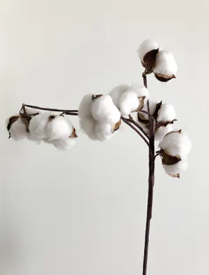 白色棉花摄影图片