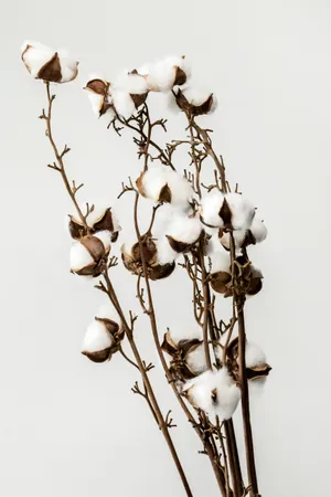 一束棉花图片