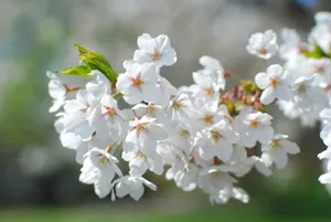 清幽淡雅的白梅花图片