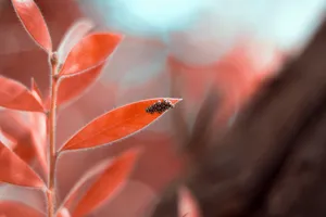 红叶植物局部特写图片第1张