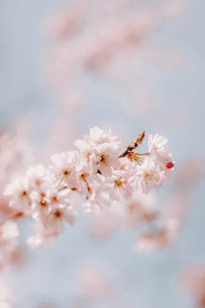 粉色淡雅樱花图片摄影