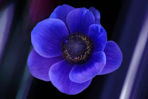紫色银莲花朵图片_1