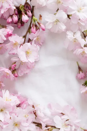 唯美粉色花朵小清新图片
