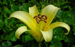 黄色百合花朵开放图片