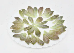 多肉植物花瓣图片第1张