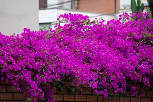 漂亮三角梅观赏花图片