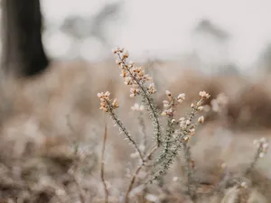 微距野生植物花朵图片