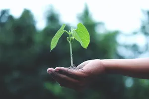 植物幼苗图片