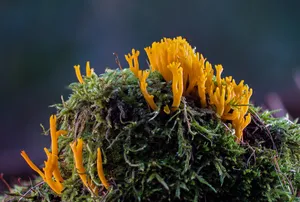 森林中细长的胶角耳图片
