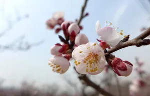花团锦簇的杏花图片