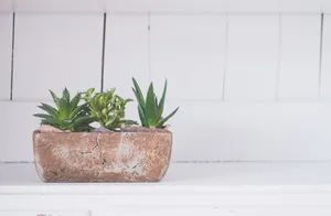 多肉绿植盆栽图片