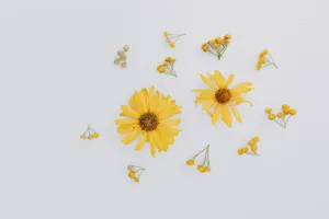 平铺拍摄的花朵图片