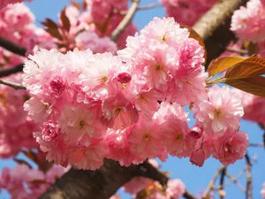 亮丽鲜艳的樱花图片