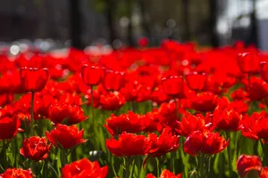 火红郁金香鲜花图片