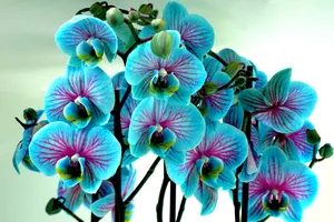 蓝色兰花盆栽图片第1张